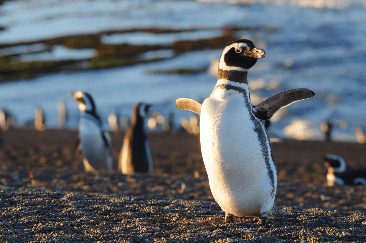 Ver pinguinos bebes en Madryn