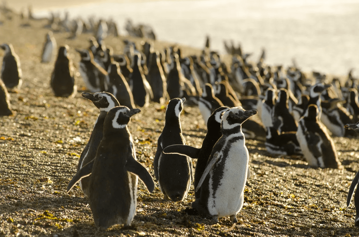 La pingüinera Puerto Madryn